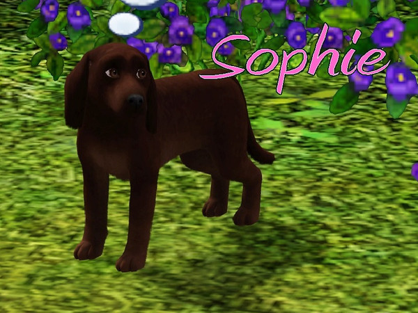 Sims 3 — Sophie Dog by MissMoonshadow — Meet Sophie, a beautiful female brown Dachshund. She is very adventurous. She