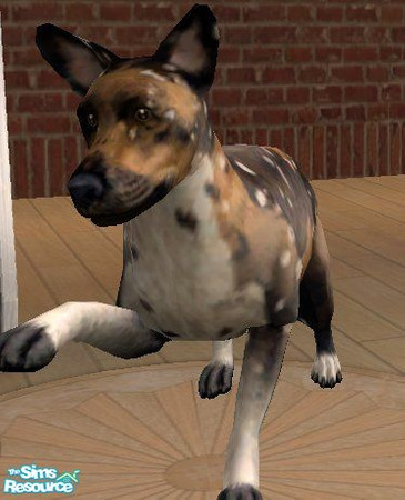 Sims 2 — Cape Hunting Dog by Kisha-Ra — Also called African hunting dog and Painted hunting dog. It's ears aren't quite
