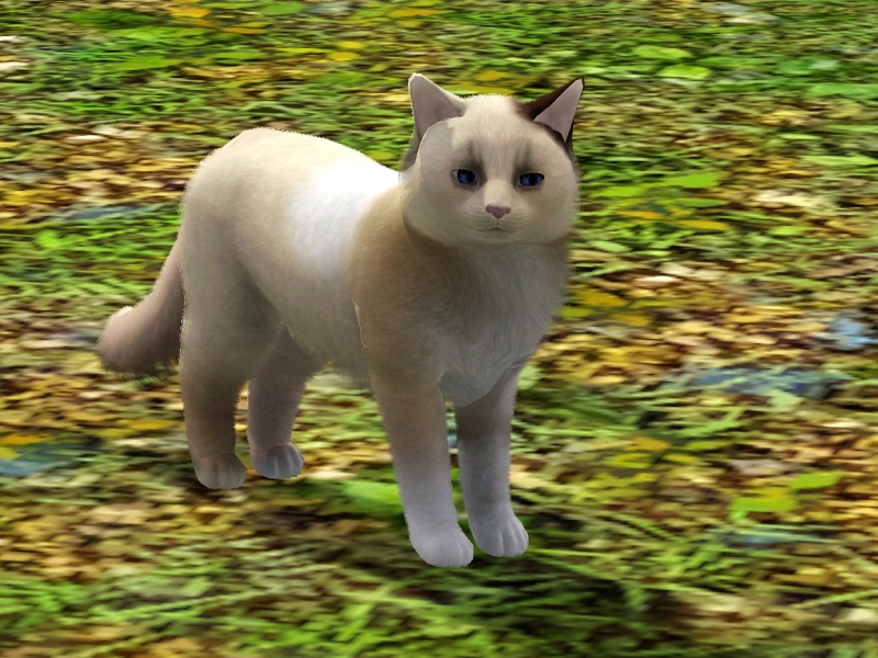 The Sims Resource Nugget Cat
