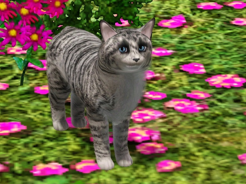 MissMoonshadow's Iris Cat