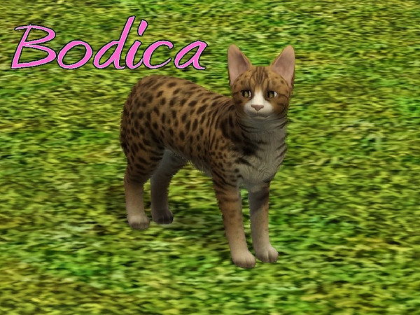 Sims 3 — Bodica Cat by MissMoonshadow — Meet Bodica, a beautiful female Savannah cat. She may be quite shy, but she is,