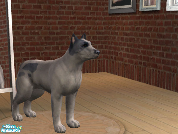 Sims 2 — Silver-Back Pit bull Terrier by Irish Pride — After years of mixing and matching, IrishPride Kennels have