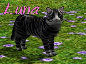 Sims 3 — Luna Cat by MissMoonshadow — Meet Luna, a beautiful female black and gray striped cat. She is one of the
