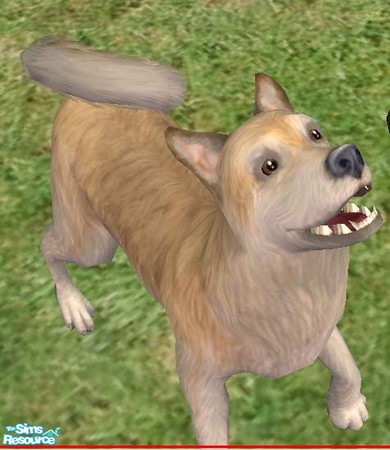 Sims 2 — Norwegian Buhund by Freelance_Wolf — A spitz breed originating in the 800s, the Behund was developed primilarily