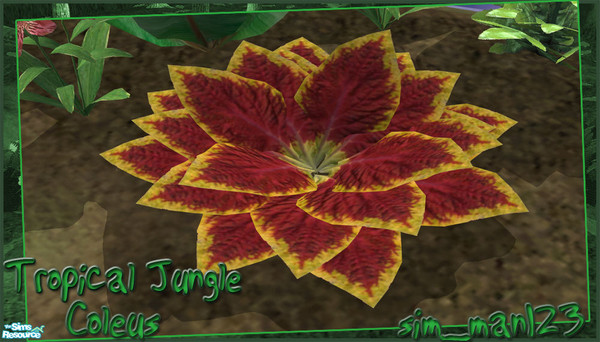 Sims 2 — Tropical Jungle - Coleus by sim_man123 — New plant mesh, Coleus. Appears to 'grow' after a little time has