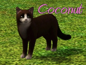 Sims 3 — Coconut Cat by MissMoonshadow — Meet Coconut, a beautiful female dark brown and white cat. She is one of the