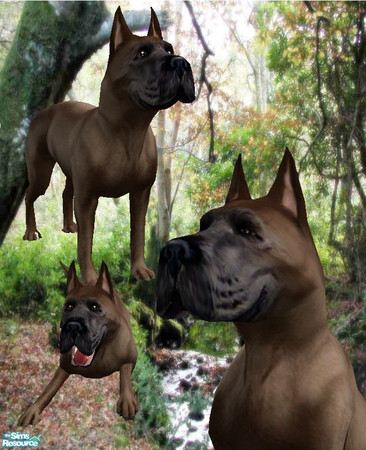 Sims 2 — Brown Great Dane by nikisatez05 — 