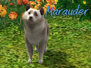 Sims 3 — Marauder Dog by MissMoonshadow — Meet Marauder, a handsome male Shetland Sheepdog mix. He's not just any Sheltie