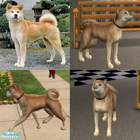 Sims 2 — Akita - tan by horrisdavis — This is an altered version of the Akita Breed from a picture i found on the