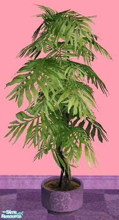 Sims 2 — Fiscus in Purple Pot by RhondaBlonda — 