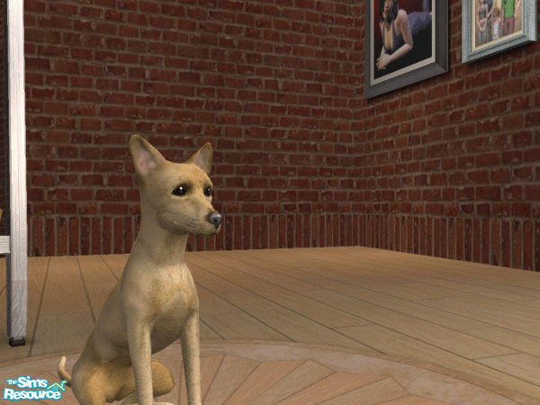 Sims 2 — Realistic Chihuahua!!! by S2RebeccaS2 — The one maxis created is totally ugly!!! This is much more realistic.