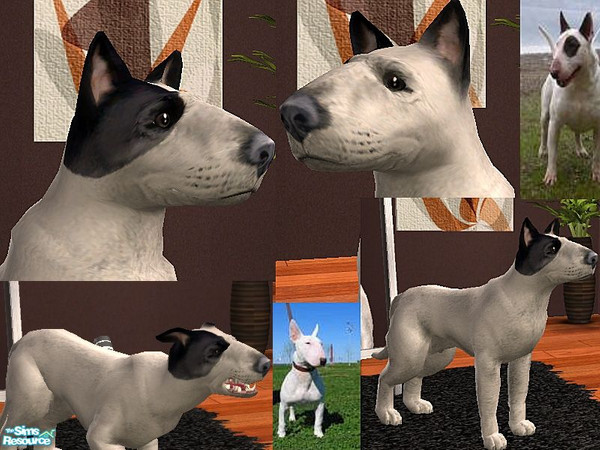 Sims 2 — Bull Terrier by nikisatez05 — 