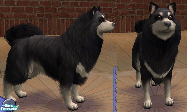 Sims 2 — Finnish Lapphund by Razzer — I have a dog like this irl so I decided to share the fun with you guys and create