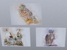 Sims 4 — Owl painting by Miewx — 3 variations of owl paintings Very new to creating cc. if there's any issues, message
