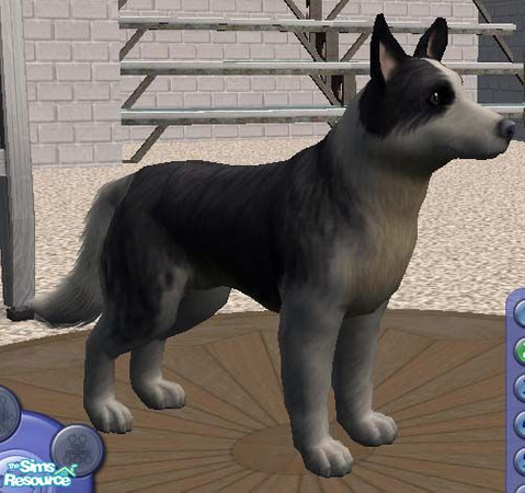 Sims 2 — Cardigan Welsh Corgi by Freelance_Wolf — The Cardigan Welsh Corgi can be distinquished from the more popular