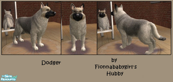 Sims 2 — Dodger by fionnababygirl — Dodger is a German Shepherd & Alaskan Malamute cross, taking most of his colour