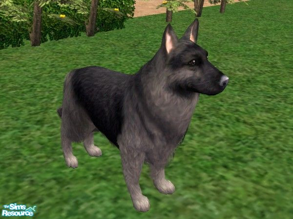 Sims 2 — LongHairSilver/BlackShepherd by Jolee13 — I have got as close as I can for know with the Long Hair German