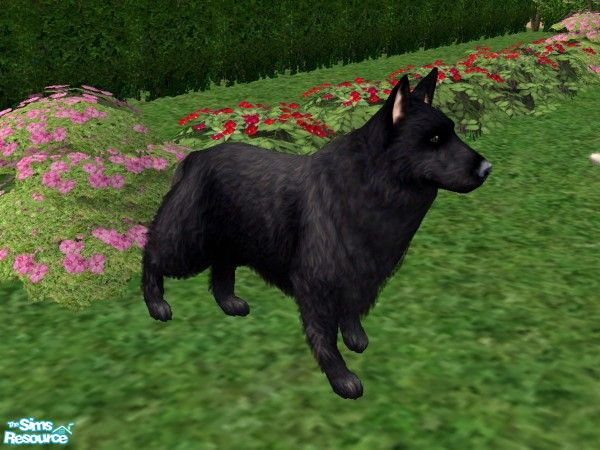 Sims 2 — LongHairBlackGermanShepherd by Jolee13 — I have got as close as I can for know with the Long Hair German