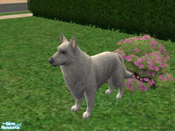Sims 2 — LongHairWhiteGermanShepherd by Jolee13 — I have got as close as I can for know with the Long Hair German
