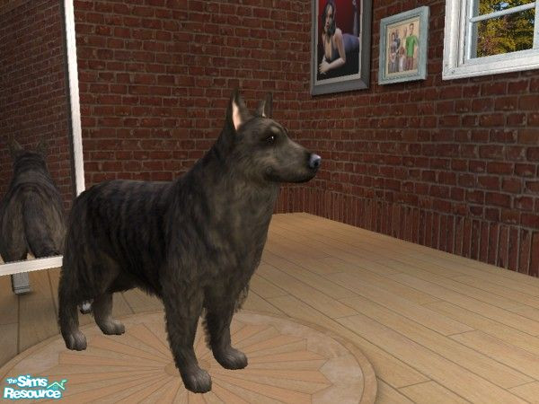 Sims 2 — LongHairBrindleGermanShepherd by Jolee13 — I have got as close as I can for know with the Long Hair German