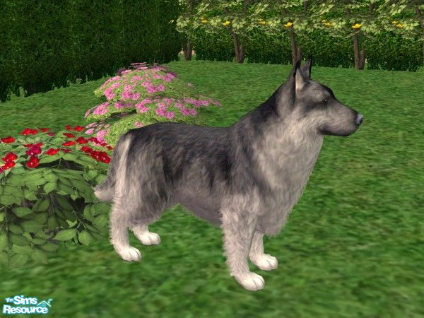 Sims 2 — LongHairBlack/GreyShepherd by Jolee13 — I have got as close as I can for know with the Long Hair German