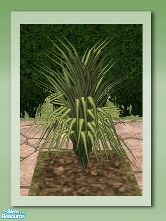 Sims 2 — Garden Rockery - Cordyline by Shakeshaft — Part of the Garden Rockery Set, build a colourful rockery for your