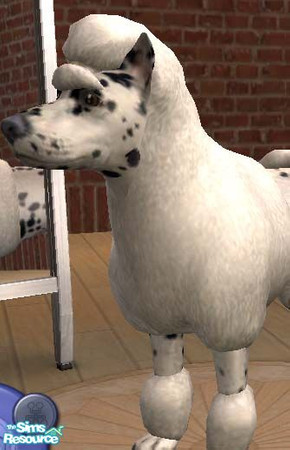 Sims 2 — Spotted Poodle by simsathome2005 — This is an unusual variation of the large poodle. Has a white coat with some