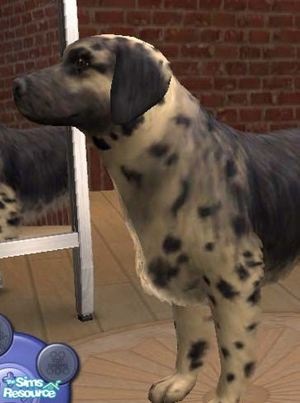 Sims 2 — German Shepherd x Dalmation by simsathome2005 — This is a beautiful crossbreed who's parents were a German