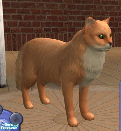 Sims 2 — Norwegian Forest Cat - Orange/White by Songe — A more realistic Norwegian Forest Cat in Orange and White