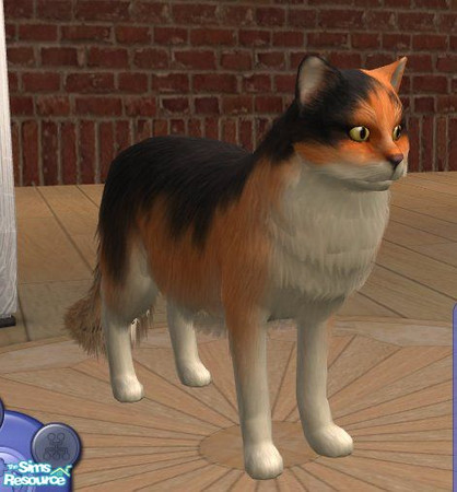 Sims 2 — Norwegian Forest Cat - Calico by Songe — A more realistic Norwegian Forest Cat in Calico