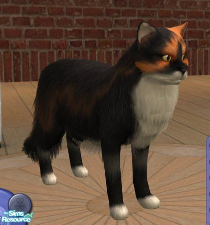Sims 2 — Norwegian Forest Cat - Calico (2) by Songe — A more realistic Norwegian Forest Cat in Calico - another version