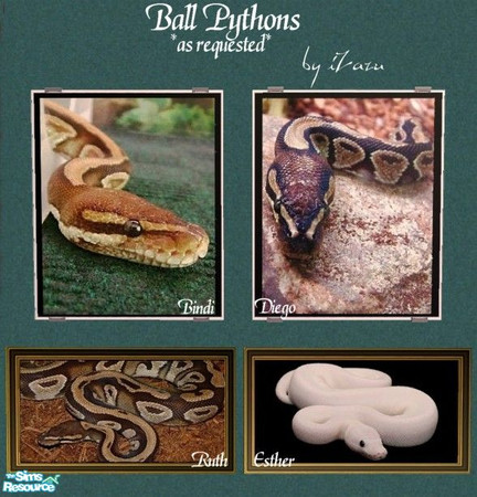 Sims 2 — Ball Pythons Picture Set by iZazu — Set of 4 Ball Pythons as Requested! Bindi and Diego can be found under the