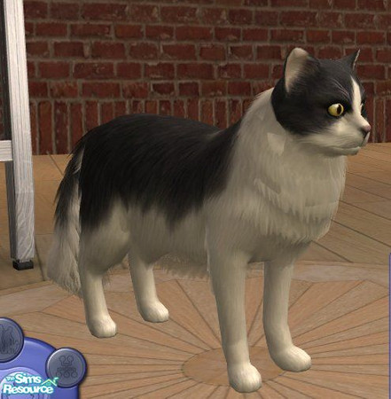 Sims 2 — Norwegian Forest Cat - White/Black by Songe — A more realistic Norwegian Forest Cat in white and black