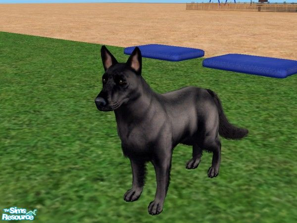 Sims 2 — Black German Shepherd by Jolee13 — This is my Version of a Black German Shepherd to go with the White German