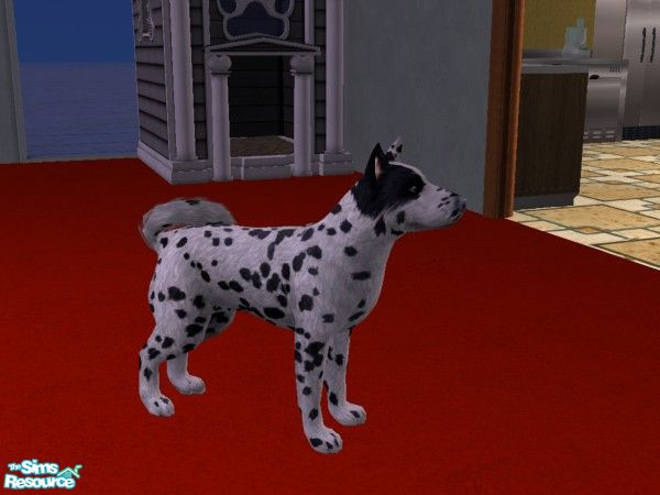 Sims 2 — Sweet Little Saluki/Akita Mix  by Jolee13 — This is a mix of an Akita I made for my Game and a Saluki made by