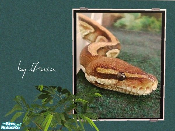 Sims 2 — Bindi a Ball Python by iZazu — Set of 4 Ball Pythons as Requested! Bindi and Diego can be found under the