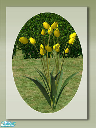 Sims 2 — Garden Tulips - Yellow by Shakeshaft — Part of a colourful set of Tulips to brighten up your sims gardens,you
