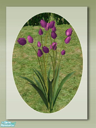 Sims 2 — Garden Tulips - Purple by Shakeshaft — Part of a colourful set of Tulips to brighten up your sims gardens,you
