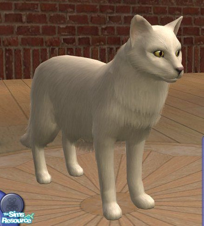 Sims 2 — Turkish Angora by Songe — In white