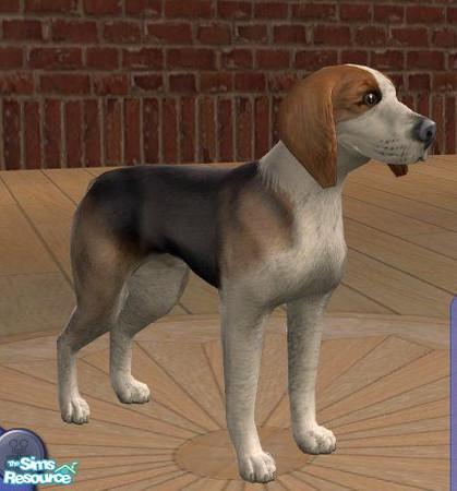 Sims 2 — American Foxhound by Songe — 