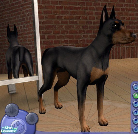 Sims 2 — Doberman Pinscher by Songe — A more realistic doberman