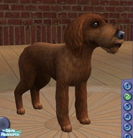 Sims 2 — Dachshund - Wirehaired - Red by Songe — 