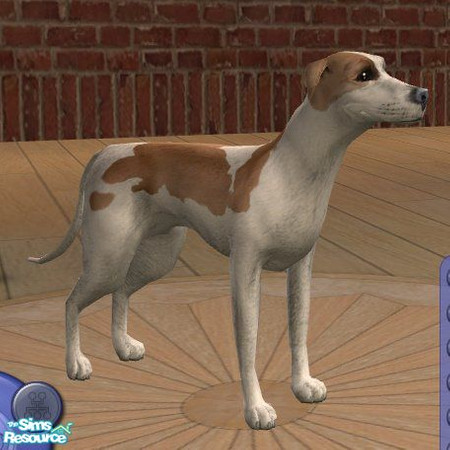 Sims 2 — Whippet - White and Brown by Songe — A more realistic Whippet - Small dog