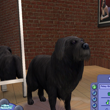 Sims 2 — Blacked Haired Collie by jmm8220 — Here is a black haired Collie