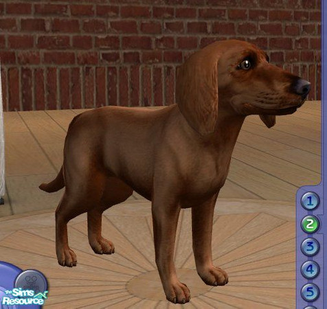 Sims 2 — Dachshund - Smooth in Red by Songe — 