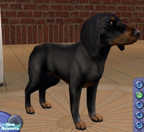 Sims 2 — Dachshund - Smooth Black/Tan by Songe — 