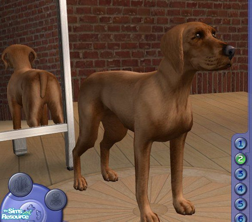 Sims 2 — Vizsla by Songe — 