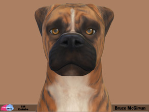 Sims 4 — Bruce McGirvan by patreshasediting2 — I have made this gorgeous Male dog to look like my bestfriends real dog. I