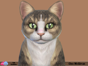Sims 4 — Cleo McGirvan by patreshasediting2 — I have made this gorgeous Female Kitten to look like my bestfriends real