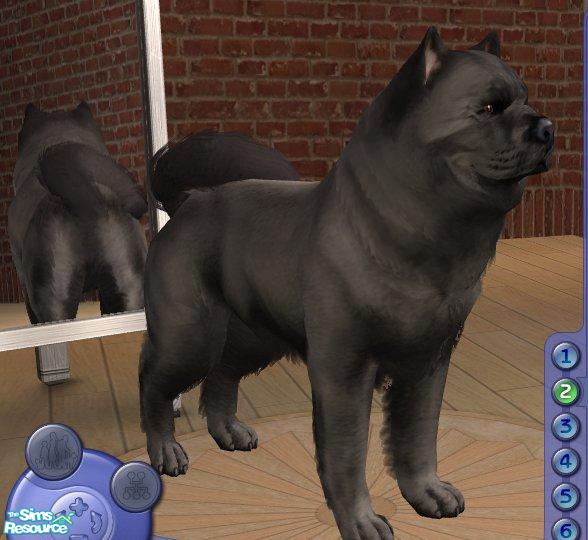 The Sims Resource - Chow Chow - Smooth hair